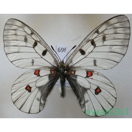 Parnassius bremeri subsp. hakutozana Matsumura, 1927 North Korea69f